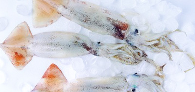 魷魚等各種海產(chǎn)品