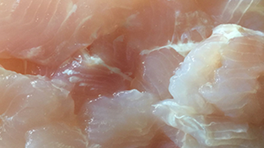 特斯特復(fù)配保水劑M09浸泡法加工巴沙魚片