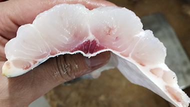 教你辨別巴沙魚保水有沒有做