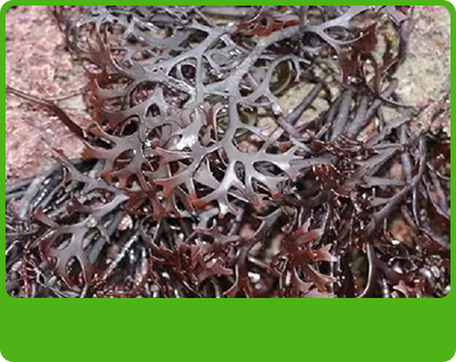 產(chǎn)品特性1